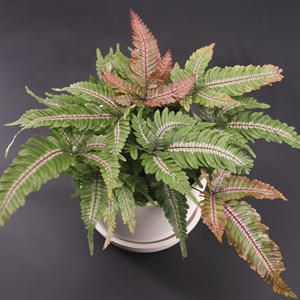 FERN Candy Striped